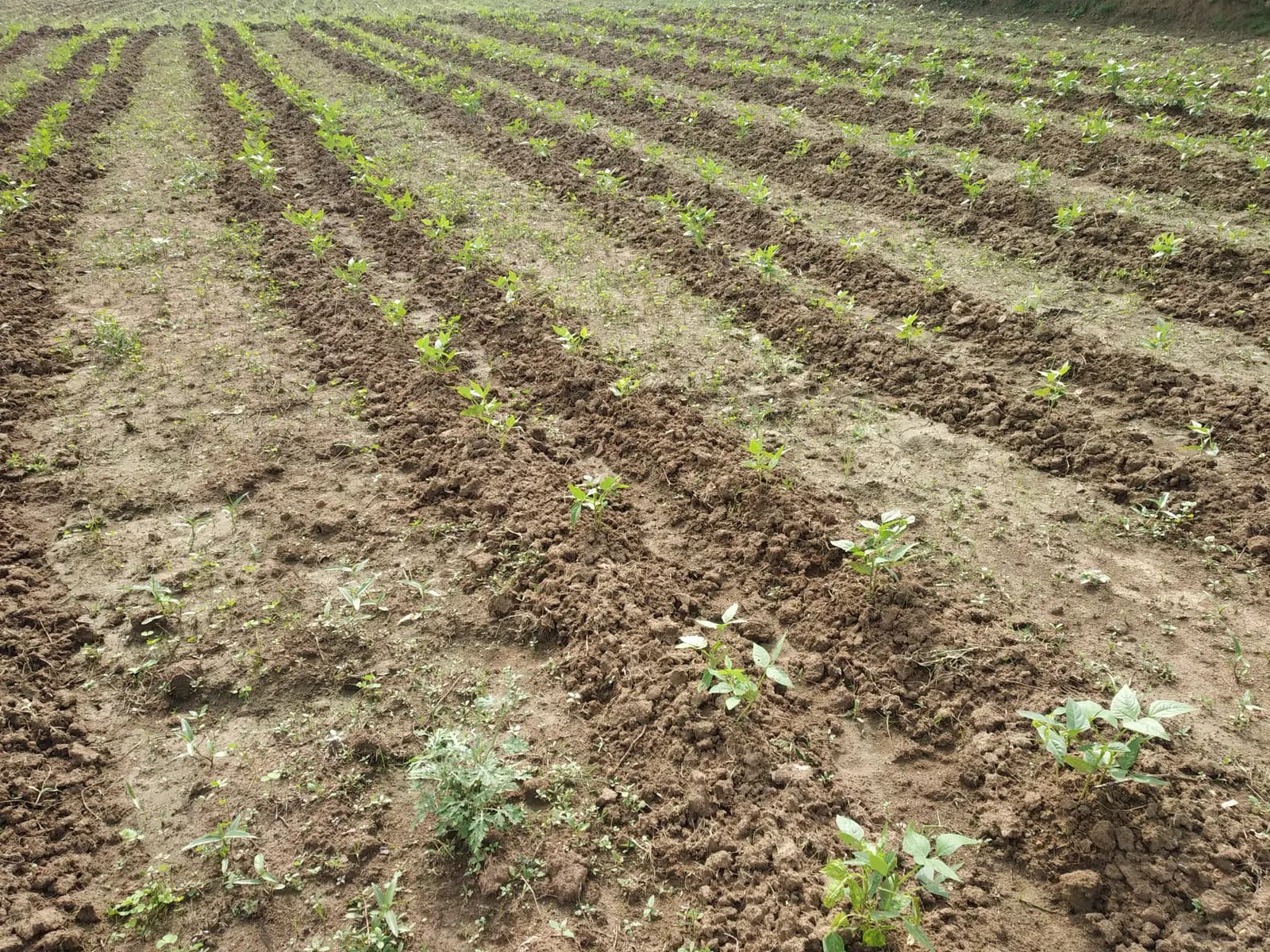 Student's Farm - photo 4
