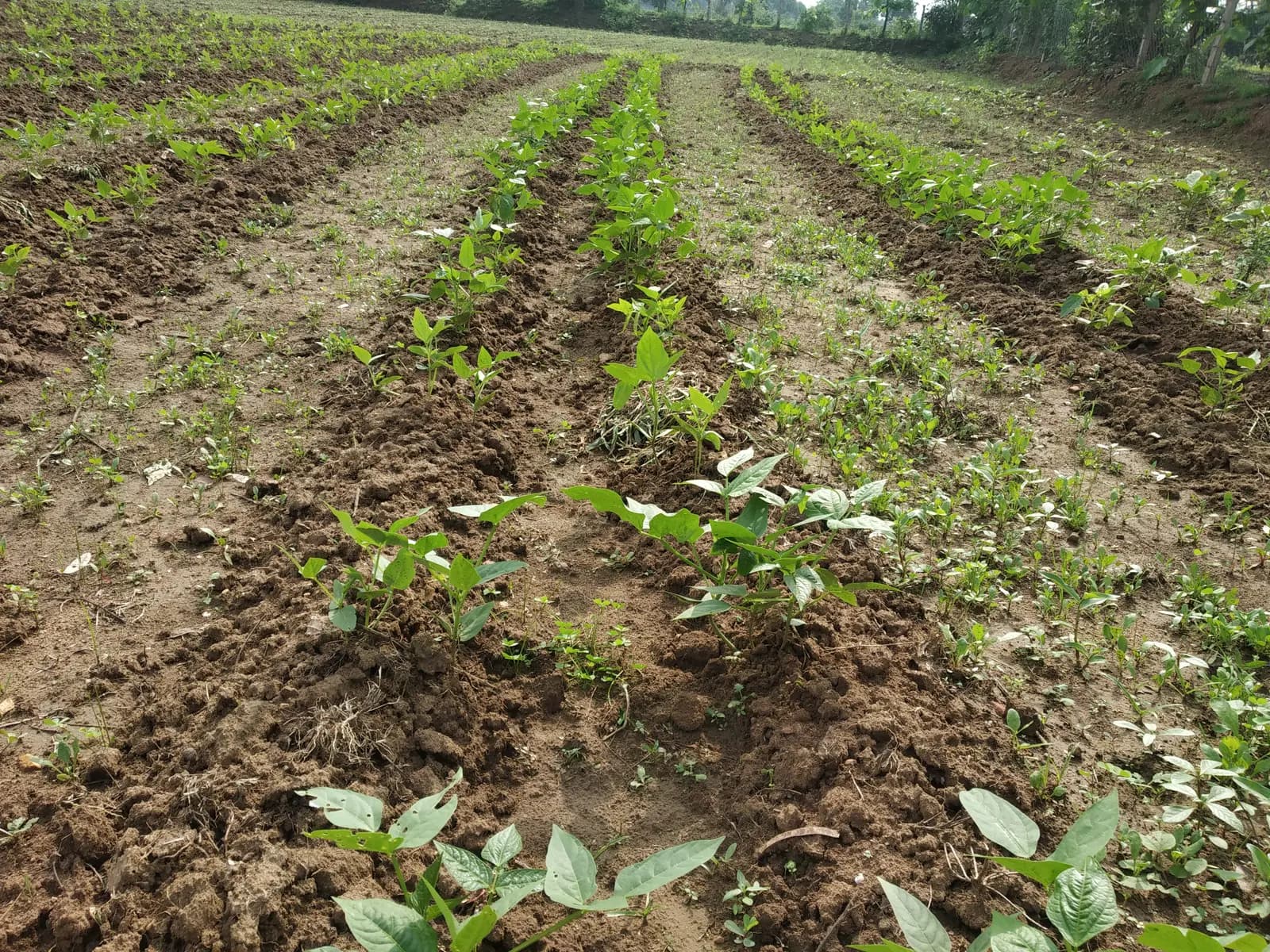 Student's Farm - photo 5