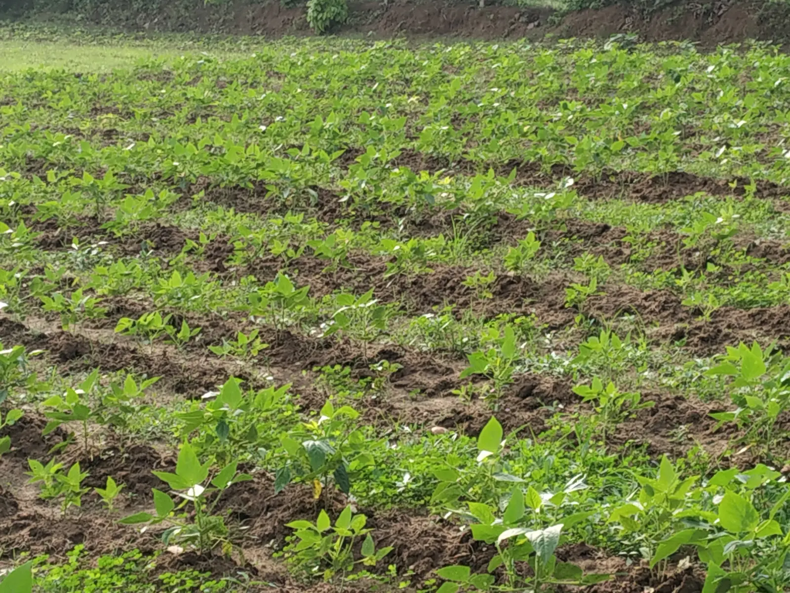 Student's Farm - photo 8