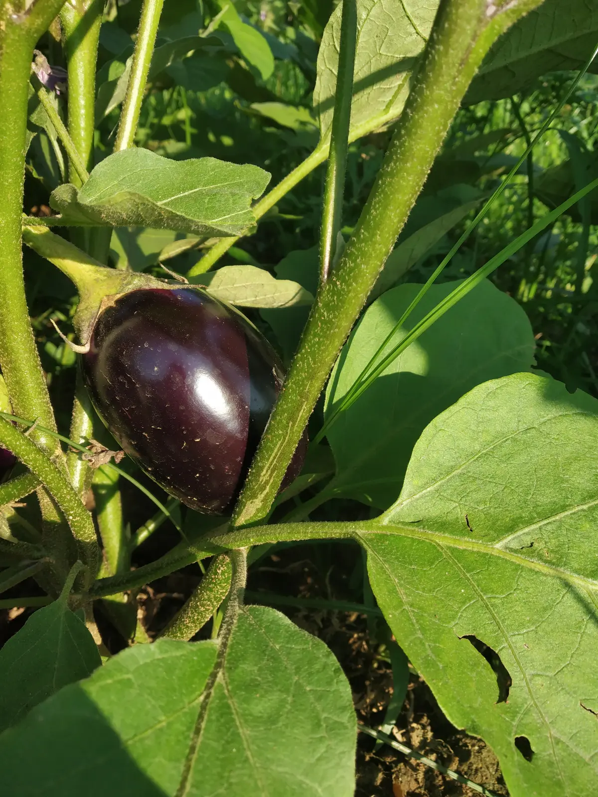 Student's Farm - photo 9