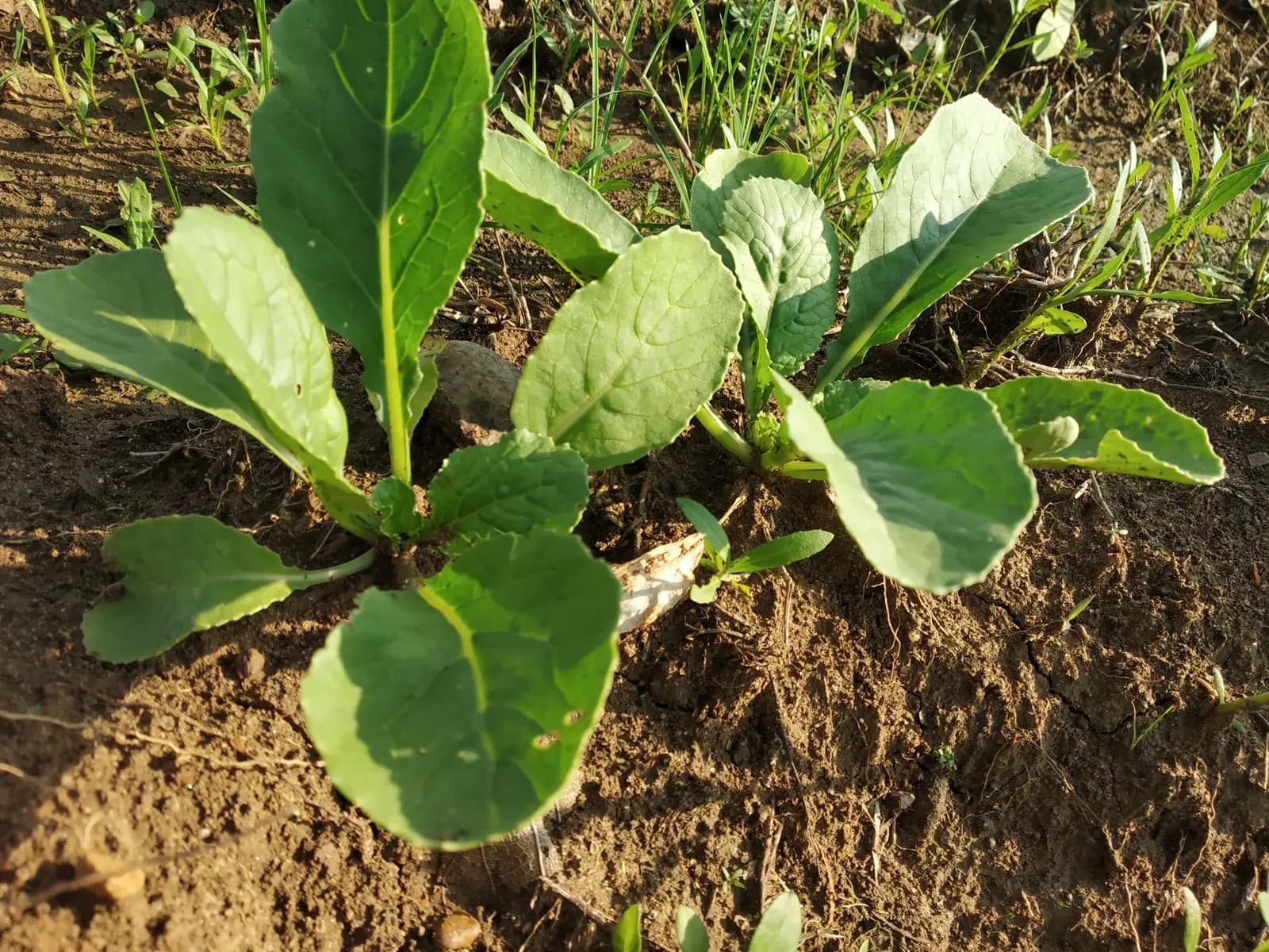 Student's Farm - photo 10