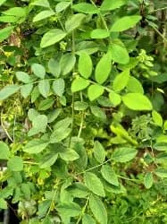Explore Green Treasure - photo 8