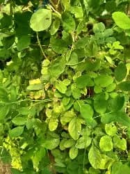 Explore Green Treasure - photo 9