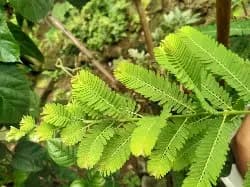 Explore Green Treasure - photo 10
