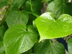 Explore Green Treasure - photo 11