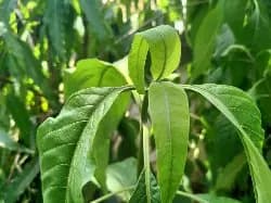 Explore Green Treasure - photo 12