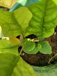 Explore Green Treasure - photo 13