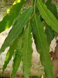 Explore Green Treasure - photo 15